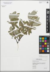 Foto von Salix glauca L.